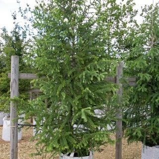 Single specimen of  Larix  x eurolepis at barcham trees