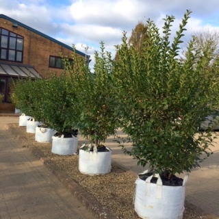 Ligustrum ovalifolium