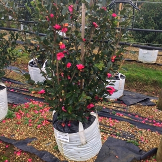 Single specimen of Camellia sasanqua Kanjiro in flower