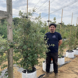 Quercus Ilex multi-stem