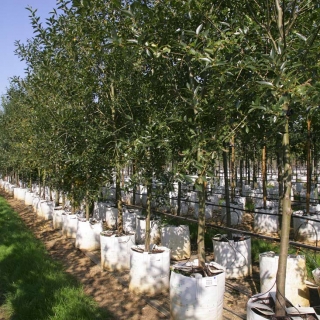 Salix pentandra on a row at Barcham Trees nursery