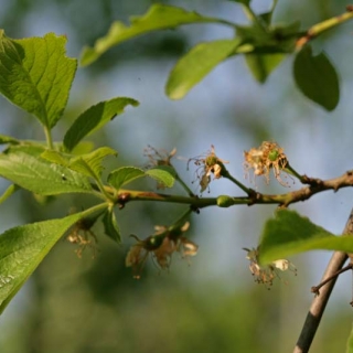 New growth of Pruns domestica Hauszwetsche