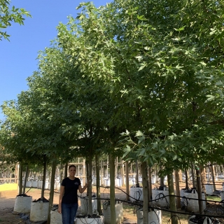 Liquidambar styraciflua Worplesdon