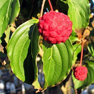 fruit of Cornus Kousa Chinensis