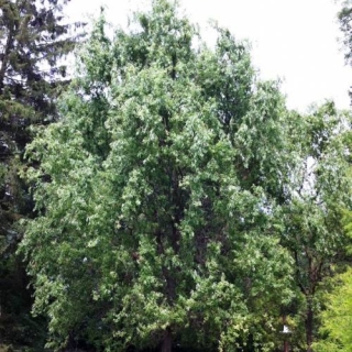 Mature Salix matsudana Tortuosa in a private garden