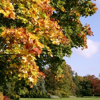 Autumn colour of Acer platanoides
