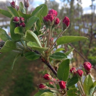 The red buds of Malus evereste