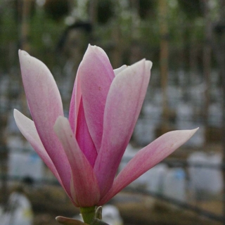 the pink flower of Magnolia Heaven Scent