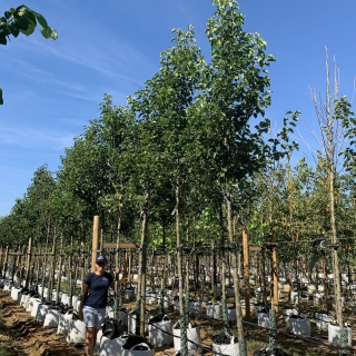 Pyrus calleryana Chanticleer