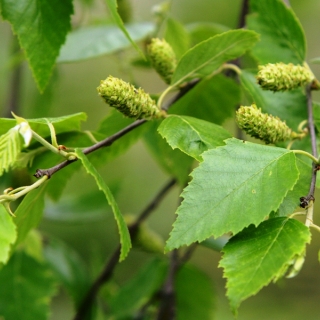 foliage of Betula nigra