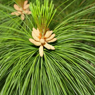 the soft needles of Pinus wallichiana