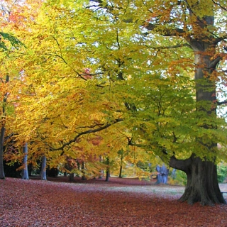 Autumn colour of Fagus sylvatica