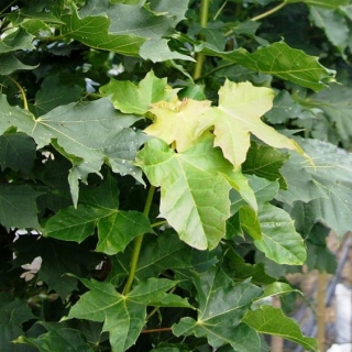 the leaves of Acer platanoides Columnare