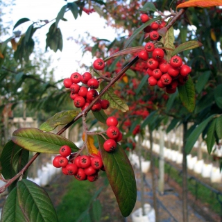 The red berries of Cotoneaster Cornubia