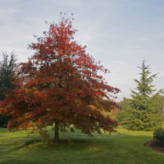 Mature specimen of Quercus coccinea in autumn