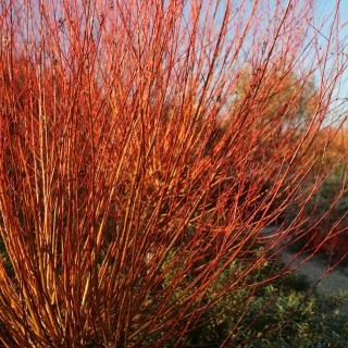 Bright red stems of Salix alba Chermesina in detail as a multi-stem specimen