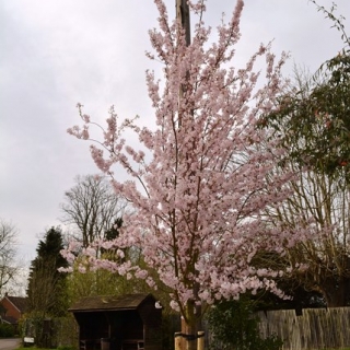 Prunus Pandora in full flower