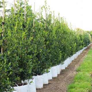 row of Ilex aquifolium Pyramidalis