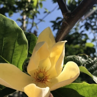 the yellow flower of Magnolia denudata Yellow River