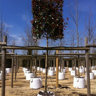 single specimen of a Photinia fraseri Red Robin Pleached