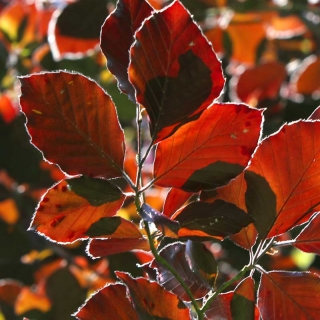 The beautiful foilage of Fagus sylvatica Dawyck Purpurea