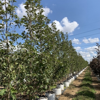 Magnolia Heaven Scent