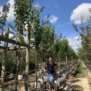 Pyrus calleryana Chanticleer