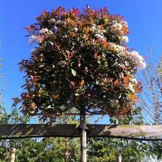 the crown of Photinia fraseri Red Robin Pleached