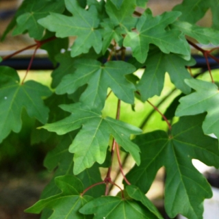 Foliage of Acer campestre multi-stem