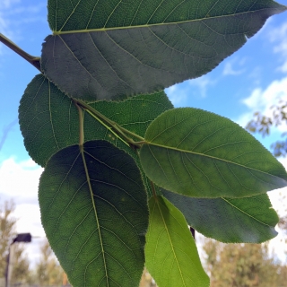 the leaves of Populus balsamifera