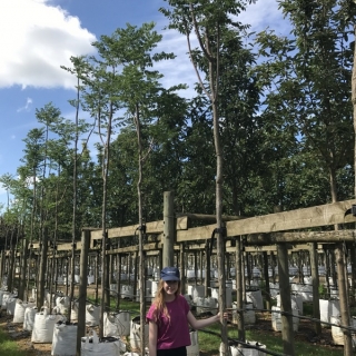 Gymnocladus dioica at Barcham Trees