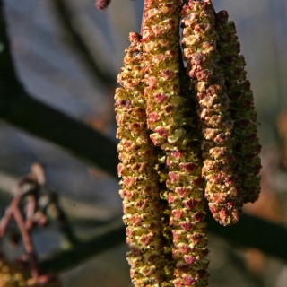 Catkins of the Alnus glutinosa