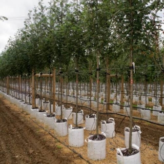 Row of Sorbus aucuparia Cardinal Royal on Barcham Trees nursery