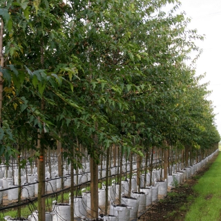 Acer ginnala at barcham trees in summer months