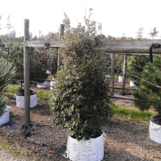 Quercus Ilex multi-stem at barcham trees