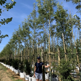 Sorbus commixta Embley