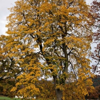 Mature specimen of Tilia cordata showing autumn colour