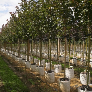 Row of Acer platanoides Deborah at barcham trees