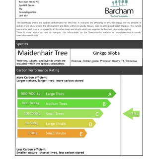 Ginkgo biloba Golden Globe