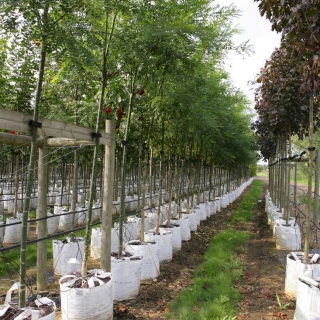 Sophora japonica at brcham trres