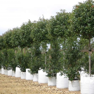 Photinia x fraseri Red Robin