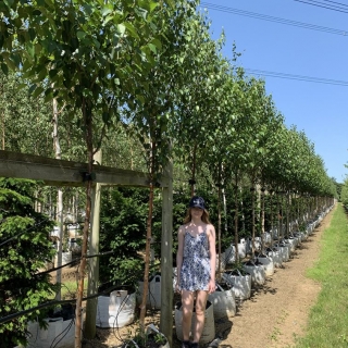 Betula albosinensis Fascination