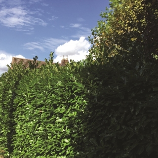 Prunus laurocerasus Rotundifolia as hedging