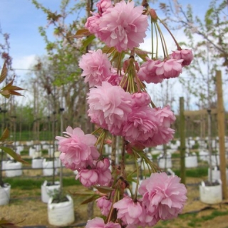 The pink flowers of Prunus Cheals Weeping