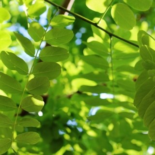 Foliage of Robinia pseudoacacia Bessoniana in detail