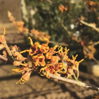 The orange/red flower of  Hamamelis x intermedia Jelena