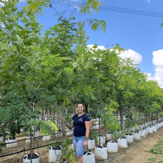 Gleditsia triacanthos Sunburst