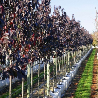 Prunus Royal Burgundy on the barcham trees nursery