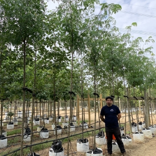 Gleditsia triacanthos Skyline