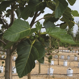 The foliage of Ficus carica in detail